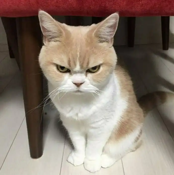 15 кошек, которые ежедневно осуждают ваш выбор 15 кошек, которые ежедневно осуждают ваш выбор