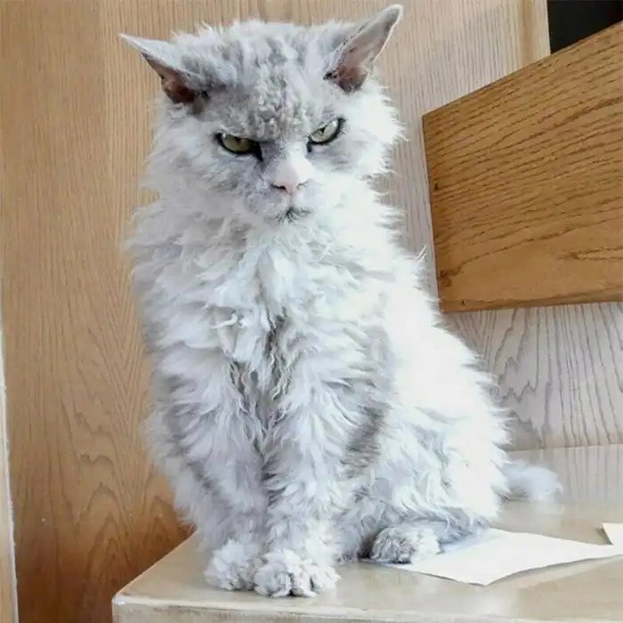 15 кошек, которые ежедневно осуждают ваш выбор 15 кошек, которые ежедневно осуждают ваш выбор