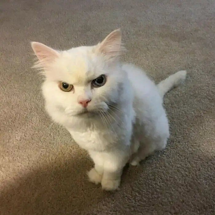 15 кошек, которые ежедневно осуждают ваш выбор 15 кошек, которые ежедневно осуждают ваш выбор