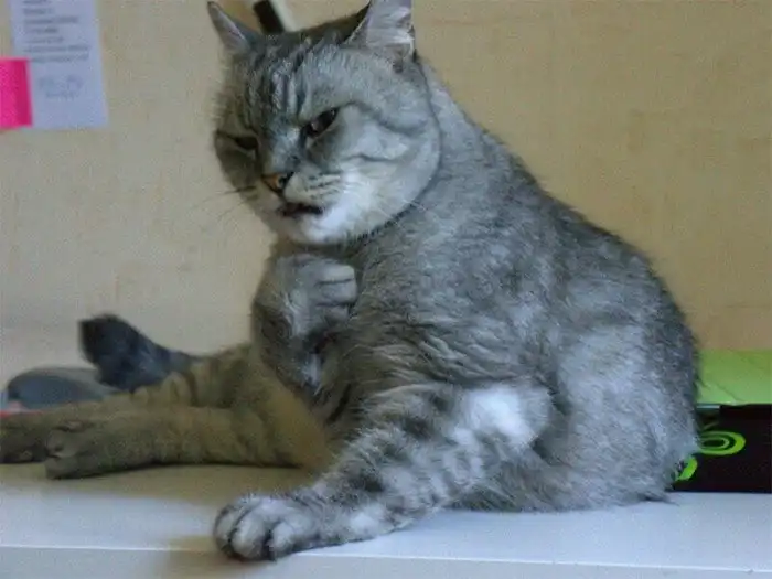 15 кошек, которые ежедневно осуждают ваш выбор 15 кошек, которые ежедневно осуждают ваш выбор