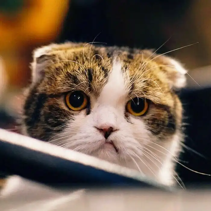 15 кошек, которые ежедневно осуждают ваш выбор 15 кошек, которые ежедневно осуждают ваш выбор