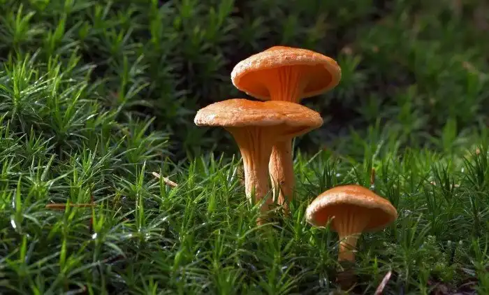 Полезные свойства грибов: почему их нужно включить в свой рацион?