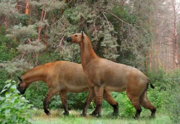 Борисякия: Казахский «жираф» древности. Полу-лошадь полу-носорог из Азии, что мог бы заглянуть в квартиру второго этажа