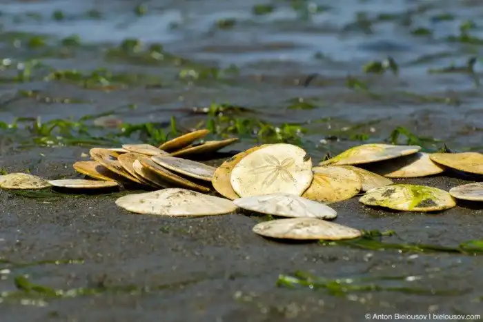 Песочный доллар: Абсолютно плоский морской ёж захватил побережья и целыми днями переворачивается