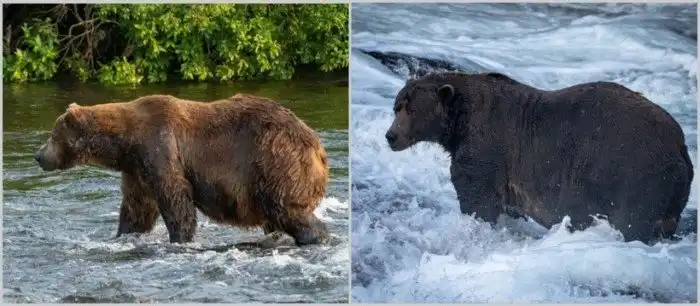 До и после: 12 забавных фото, как меняются медведи, набирая вес перед спячкой До и после: 12 забавных фото, как меняются медведи, набирая вес перед спячкой
