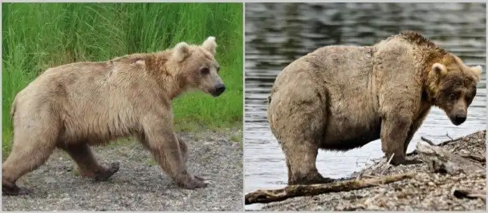 До и после: 12 забавных фото, как меняются медведи, набирая вес перед спячкой