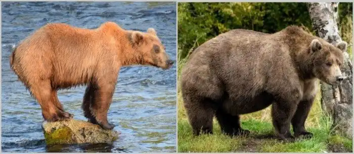 До и после: 12 забавных фото, как меняются медведи, набирая вес перед спячкой До и после: 12 забавных фото, как меняются медведи, набирая вес перед спячкой