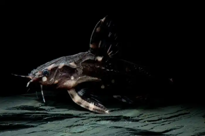 Пятнистый сом агамикс: Рыба, которая умеет «разговаривать». Она орёт на своих противников, а с сородичами общается барабанным боем
