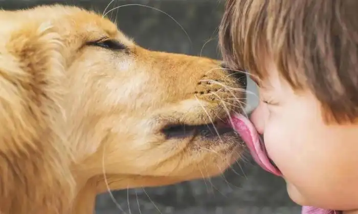 Мокрый или сухой нос никак не влияет на здоровье собаки. Миф про мокрый нос не имеет смысла и может сыграть злую шутку