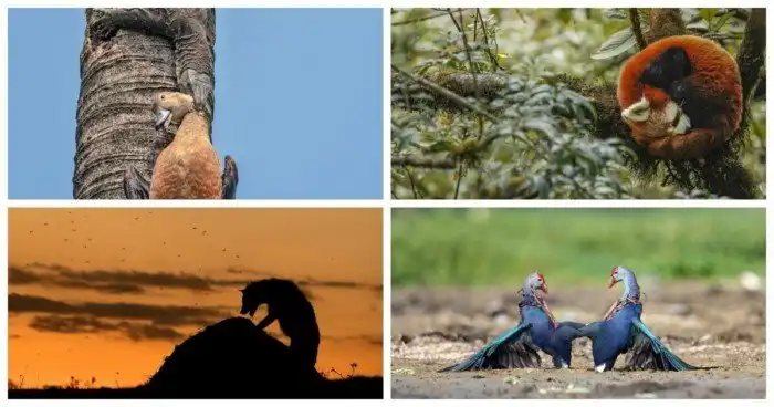 25 победителей конкурса фотографий дикой природы Nature inFocus 2022