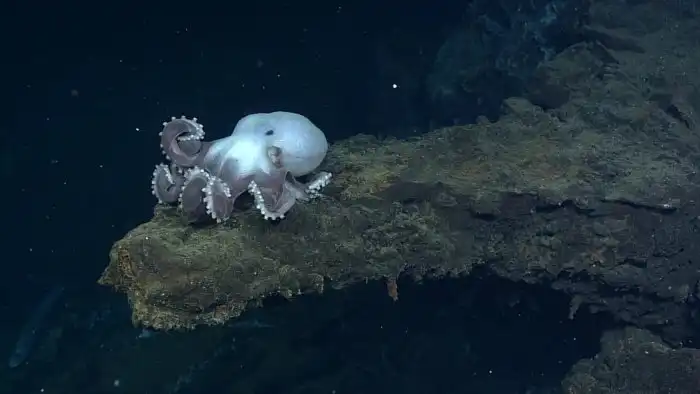 Вулканоктопус гидротермальный: Он живёт в токсичном кипятке чёрных курильщиков на огромной глубине. Загадочный хищный осьминог