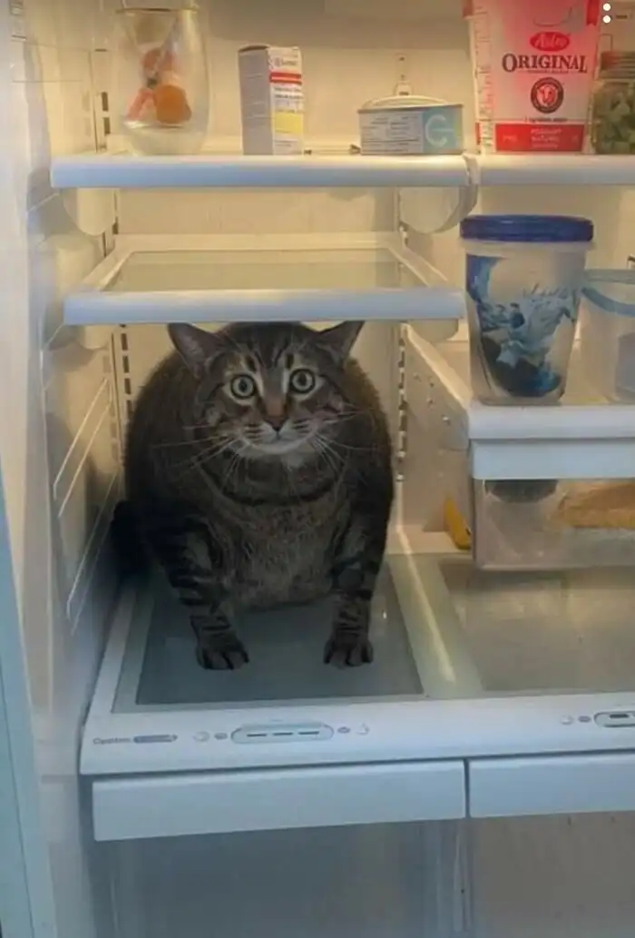 30 странных вещей, обнаруженных в холодильниках