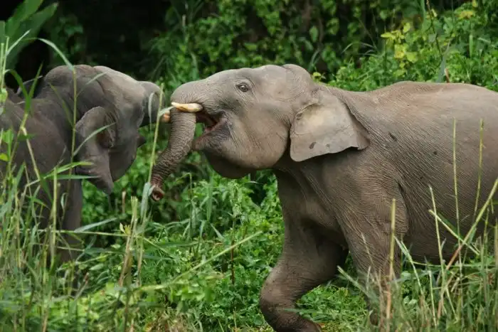 Борнейский слон: «Крошечные» островные слоны весом всего 500 кг. Эти редкие  звери хранят великую тайну своего прошлого » uCrazy.ru - Источник Хорошего  Настроения