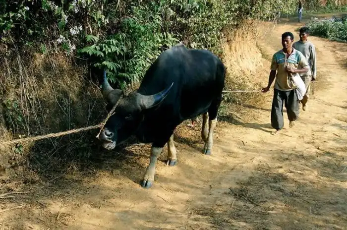 Митхун: Эту корову индусы не считают священной — на ней работают, её едят и гоняют! Как так вышло?
