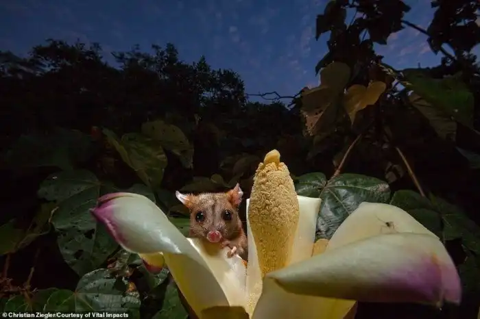 30 снимков диких животных, которые вдохновляют беречь природу