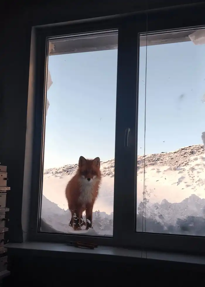19 морозных фотографий, которые докажут, что у жизни на севере особая атмосфера 19 морозных фотографий, которые докажут, что у жизни на севере особая атмосфера