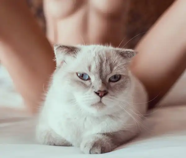 Коше4ики