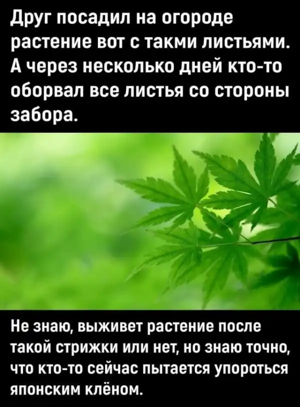 Юмор в картинках и без