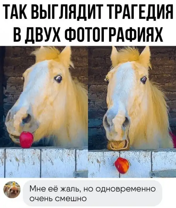 Прикольные картинки с комментариями из соц.сетей
