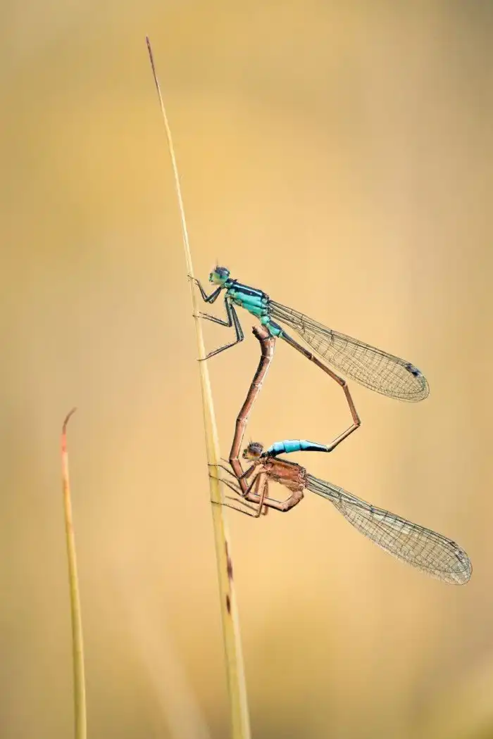 Макро-снимки насекомых, которые поражают своими деталями
