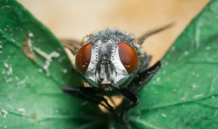 Макро-снимки насекомых, которые поражают своими деталями