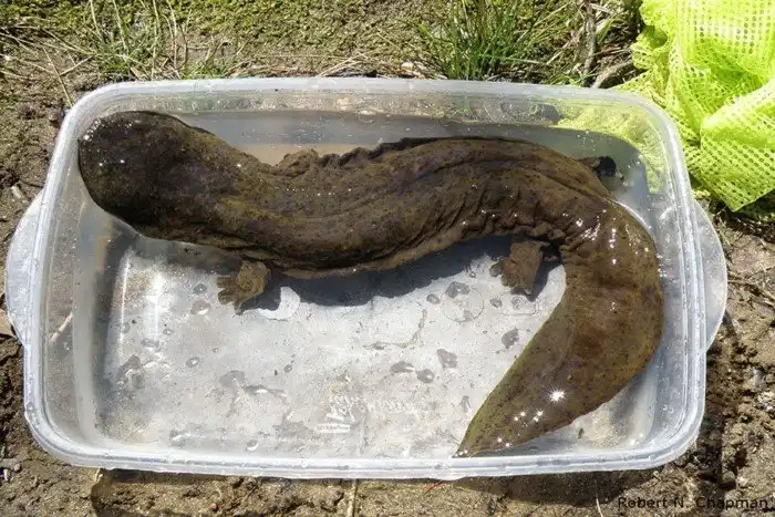 Аллеганский скрытожаберник: Крупная хищная саламандра диких водоёмов США. По-настоящему хтоническое чудище