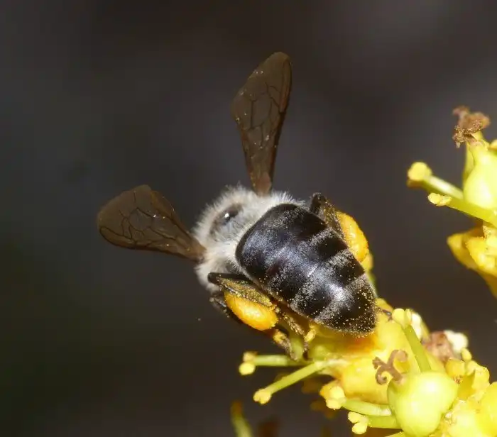 Капская медоносная пчела: Их рабочие могут откладывать яйца наравне с матками. Это изменило всю систему работы улья