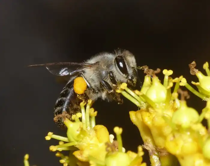 Капская медоносная пчела: Их рабочие могут откладывать яйца наравне с матками. Это изменило всю систему работы улья