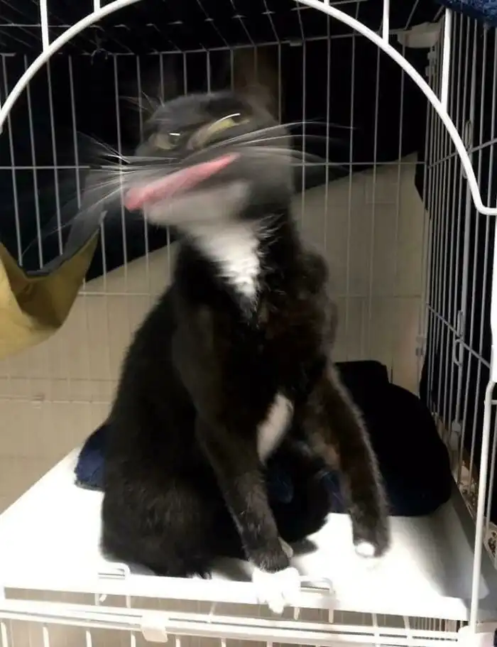 30 "неудачных" фото котеек, которые показывают всю их суть 30 "неудачных" фото котеек, которые показывают всю их суть