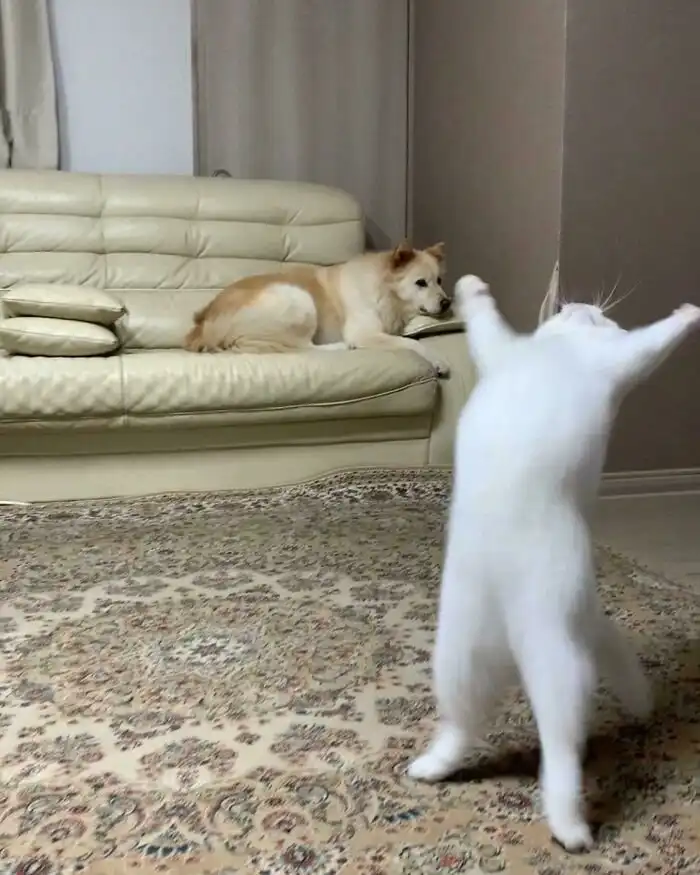 30 "неудачных" фото котеек, которые показывают всю их суть 30 "неудачных" фото котеек, которые показывают всю их суть