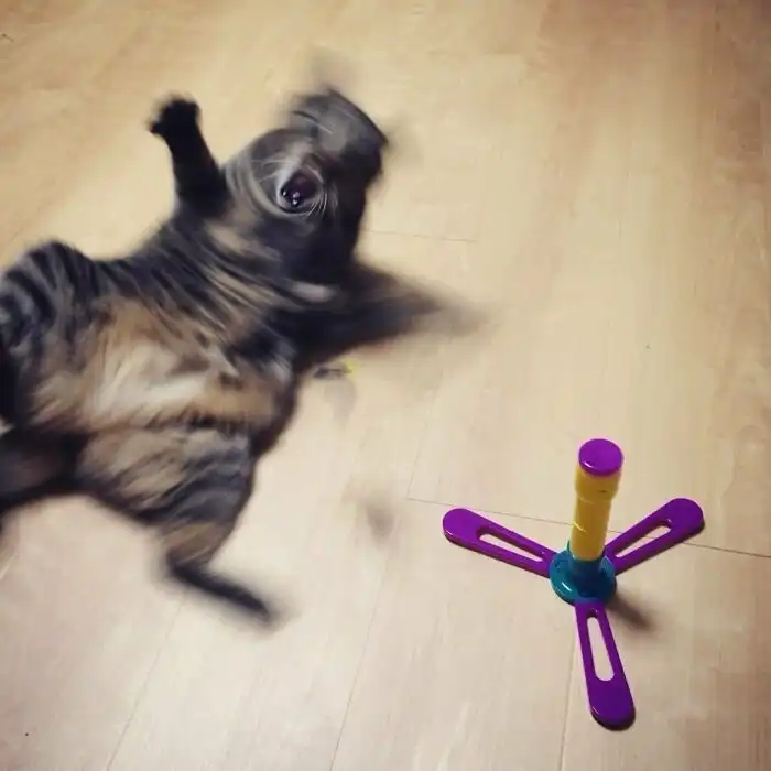 30 "неудачных" фото котеек, которые показывают всю их суть 30 "неудачных" фото котеек, которые показывают всю их суть