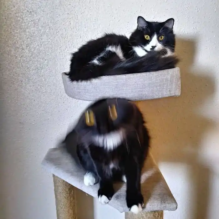 30 "неудачных" фото котеек, которые показывают всю их суть 30 "неудачных" фото котеек, которые показывают всю их суть