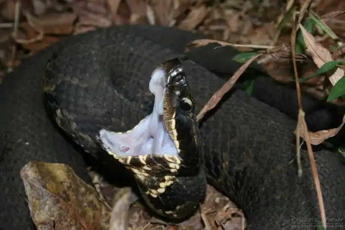 Водяной щитомордник: Ядовитая водоплавающая змея. Поедает молодых аллигаторов и способна клонировать сама себя. Так ли она опасна?