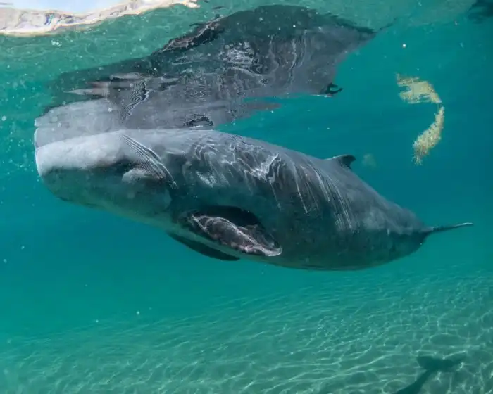 Карликовый кашалот: Странные киты в случае опасности начинают полномасштабную газовую атаку! Хищнику остаётся только посочувствовать