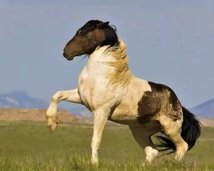 Казахские лошади: Не имей сто преимуществ, а имей ни одного недостатка. Универсальные кони Великой степи