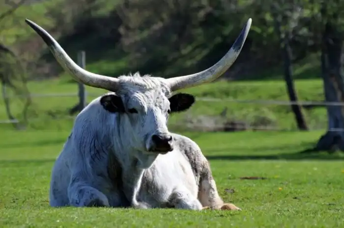 Венгерская серая: 600 лет вся Центральная Европа зависела от этой коровы! За что её так ценили раньше? И чем она ценна сейчас?