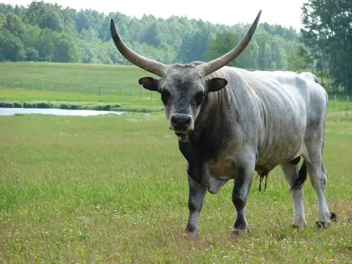 Венгерская серая: 600 лет вся Центральная Европа зависела от этой коровы! За что её так ценили раньше? И чем она ценна сейчас?