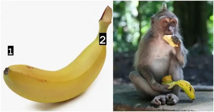 С какой стороны открывать банан