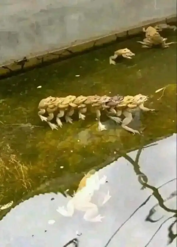 Чё тут вообще происходит 
