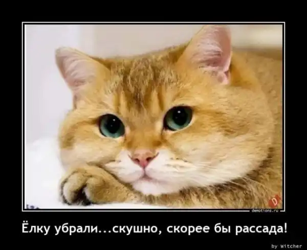 Картинки с надписями
