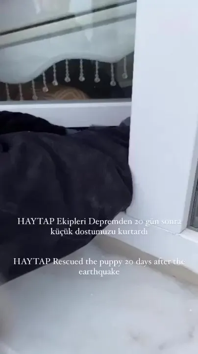 Счастливое спасение Счастливое спасение
