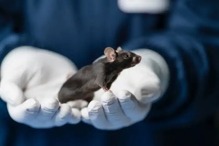 Нокаутные мыши: ГМО мыши, из которых учёные «выбили» ДНК. Благодаря им мы больше знаем о наших болезнях и зависимостях