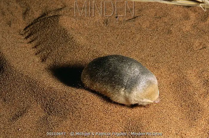 Златокрот Гранта: Батискаф пустыни. Животное с радужной шерстью плавает в песках как в море. Что за удивительное существо?