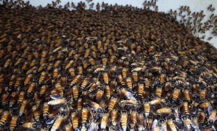 Гигантская пчела: Особо агрессивная пчела с уникальным галлюциногенным мёдом. Люди рискуют жизнью, чтобы собирать его!