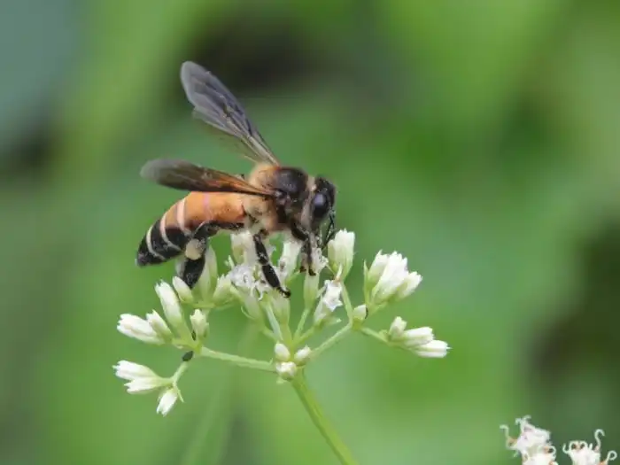 Гигантская пчела: Особо агрессивная пчела с уникальным галлюциногенным мёдом. Люди рискуют жизнью, чтобы собирать его!
