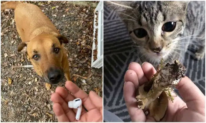 30 животных, которые принесли хозяевам необычные "подарки"