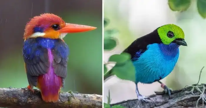 10 экзотических птиц с невероятно красивым оперением