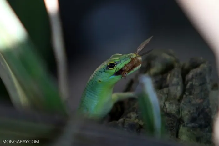 Зелёный зеленокровый сцинк: Эта ящерица обладает зелёными внутренностями, костями и кровью. Всё её тело токсично и постоянно отравлено
