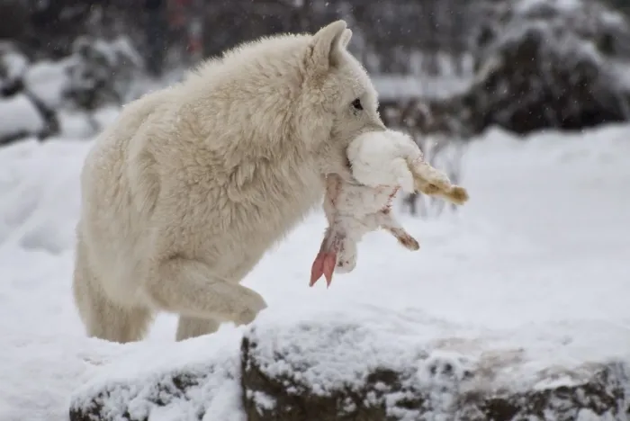 Арктический волк: Как стае охотников выжить в вечной зиме? Ключевые отличия арктического волка от обычного