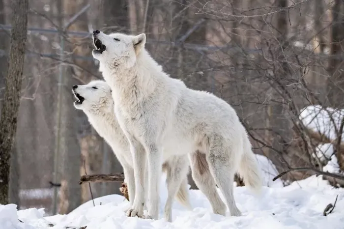 Арктический волк: Как стае охотников выжить в вечной зиме? Ключевые отличия арктического волка от обычного